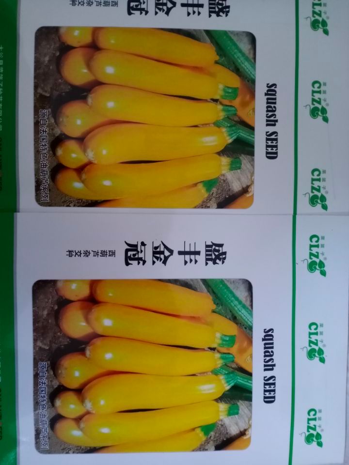  彩色蔬菜新品种～香蕉瓜香蕉西葫芦种子～又名金皮西葫芦